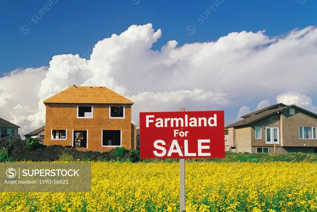 Farmland for sale sign in a blooming canola field with housing development in the background, Winnipeg, Manitoba, Canada