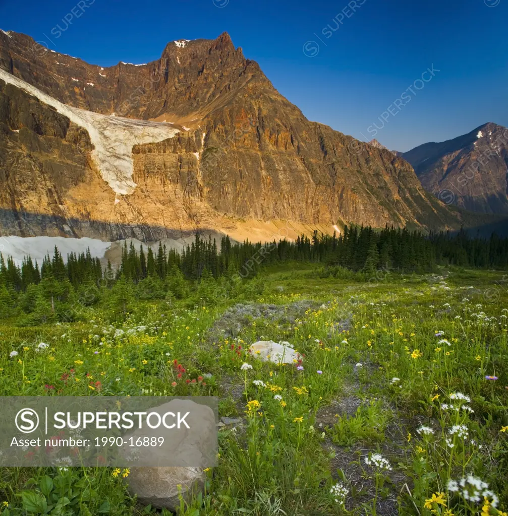 Wildflowers in Cavell Meadows with view of Mount Edith Cavell and Angel Glacier, Jasper National Park, Alberta, Canada