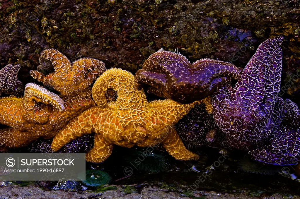Ochre sea stars and anenome at low tide on Wickaninnish Beach, Pacific Rim National Park, Vancouver Island, British Columbia, Canada