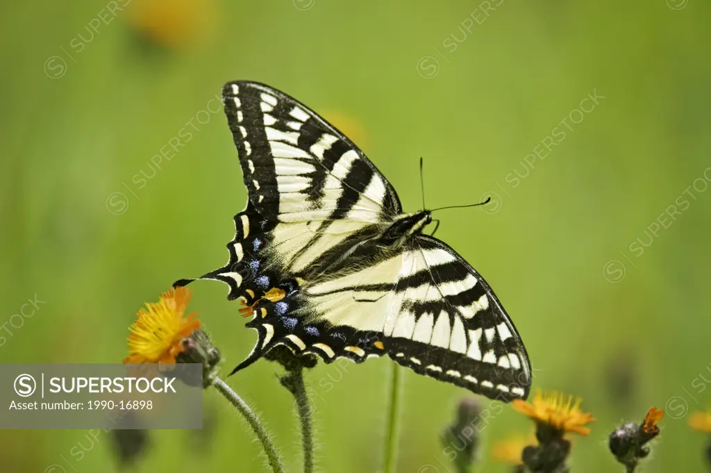Canadian tiger swallowtail Papilio canadensis nectaring on Orange hawkweed flowers, Lively, Ontario, Canada