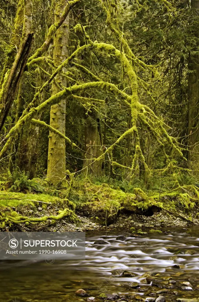 Goldstream Creek and mossy shoreline, Goldstream Provincial Park, Langford, Vancouver Island, British Columbia, Canada
