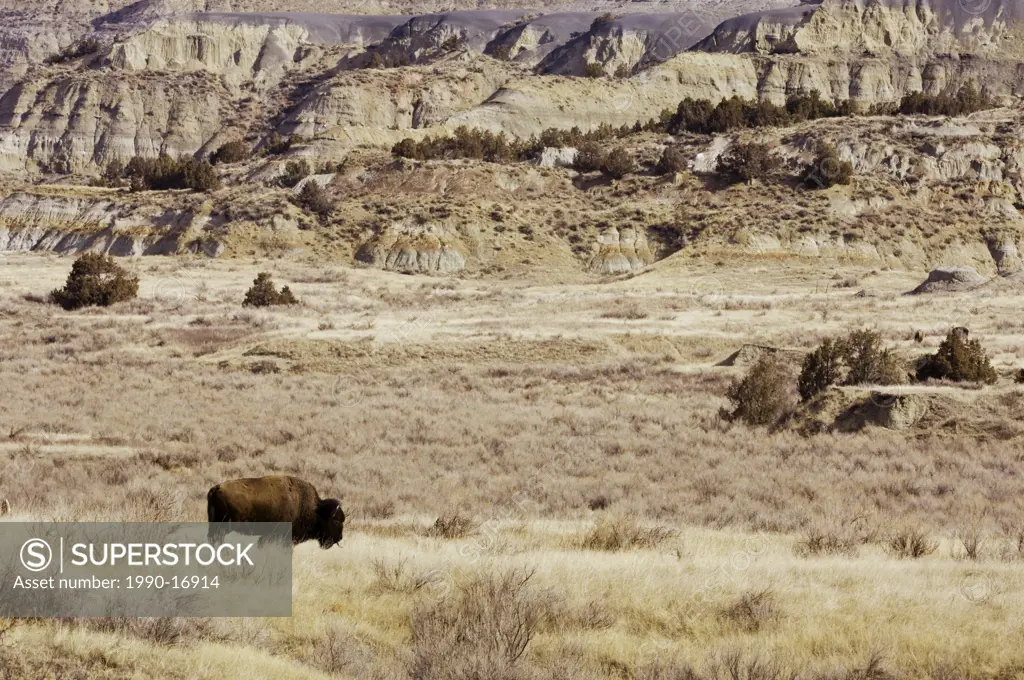 American bison Bison bison in badlands landscape, Watford City, North Dakota, USA