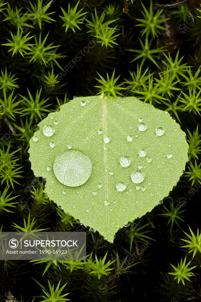 Trembling aspen Populus tremuloides fallen leaf in moss with raindrops, Lively, Ontario, Canada