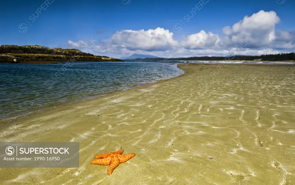 Wikanninish Beach at low tide with stranded sea star, Pacific Rim National Park, Vancouver Island, British Columbia, Canada