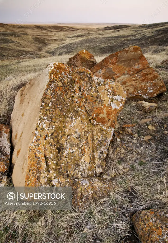 Eroded sandstone boulders exposed in semi_arid landscape at dawn, Seven Persons, Alberta, Canada
