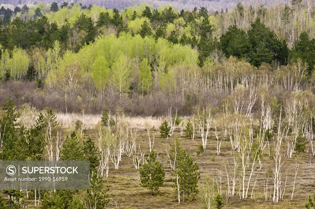 Aspens and Birch trees in valley from high angle view, Lively, Ontario, Canada
