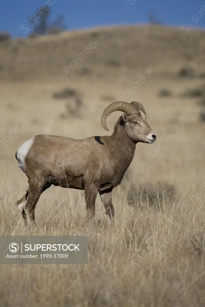 Male California bighorn sheep Ovis canadensis californiana roaming to find ewes during the rut, Chilcotin Plateau, British Columbia, Canada