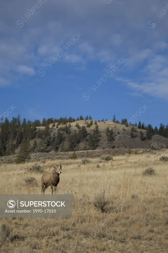 Male California bighorn sheep Ovis canadensis californiana roaming to find ewes during the rut, Chilcotin Plateau, British Columbia, Canada