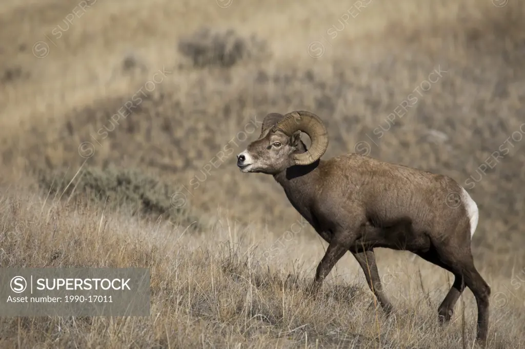 Male California bighorn sheep Ovis canadensis californiana roaming to find ewes during the rut, Chilcotin Plateau, British Columbia, Canada