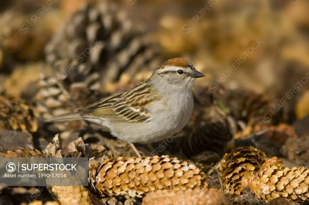 Chipping sparrow Spizella passerina sitting on pine cones, Saskatchewan, Canada