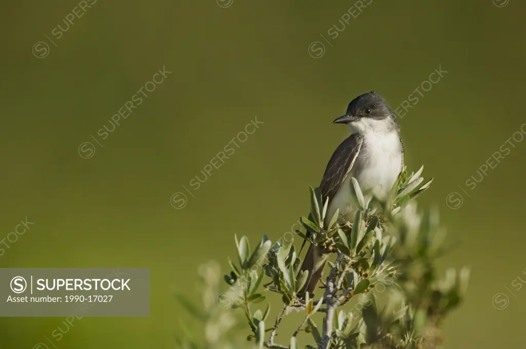 Eastern kingbird Tyrannus tyrannus, Saskatchewan, Canada