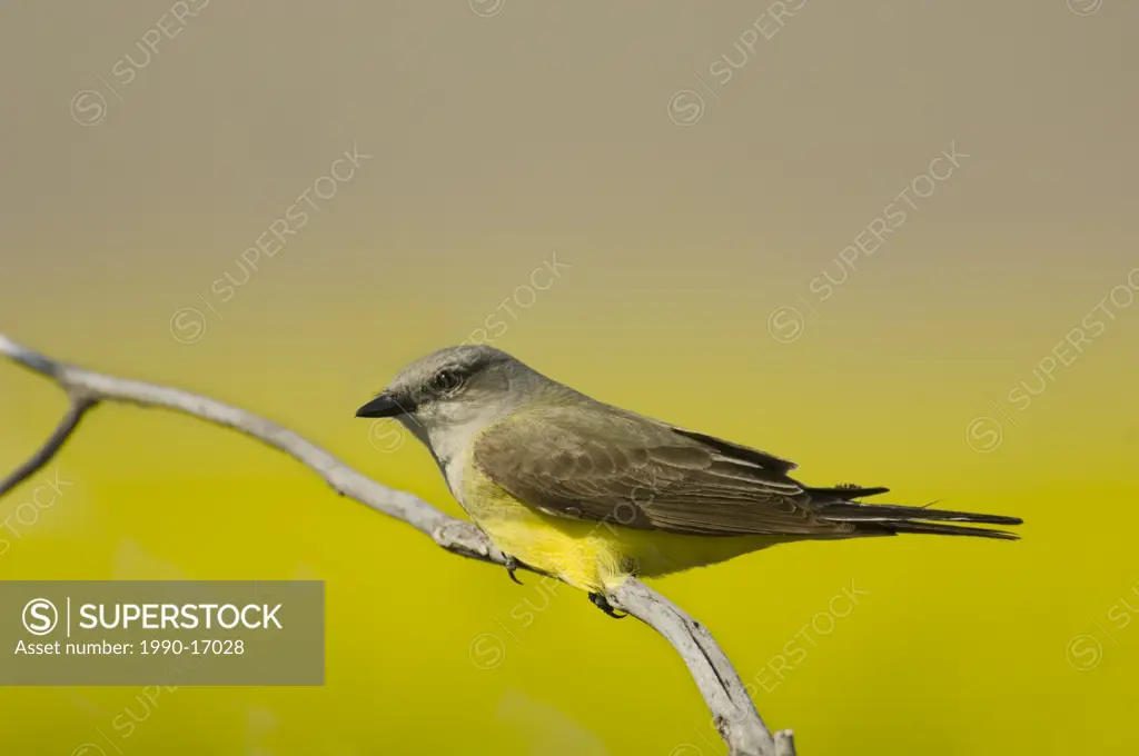 Western kingbird Tyrannus verticalis, Saskatchewan, Canada
