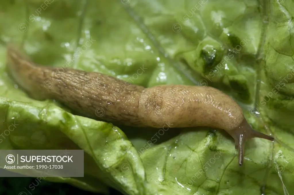 Grey garden slug Deroceras reticulatum on lettuce leaf in a garden, Saskatchewan, Canada