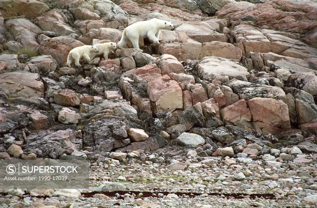 Polar bear and cubs Ursus maritimus, Ukkusiksalik National Park, Wager Bay, Nunavut, Canada