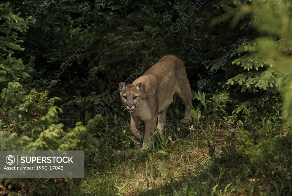 Cougar Puma concolor emerges into forest clearing, Montana, USA