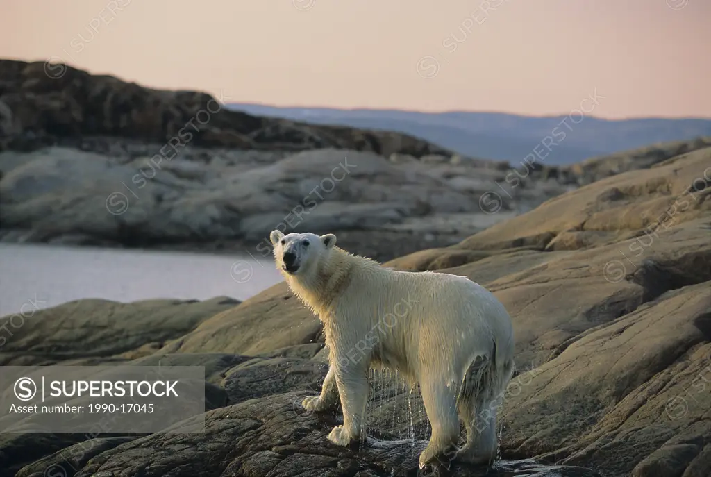 Polar bear Ursus maritimus, Ukkusiksalik National Park, Wager Bay, Nunavut, Canada