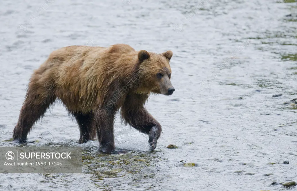 Grizzly Bear Ursus arctos horribilis Adult watching for salmon in spawning stream. In costal areas the grizzliy frequents streams during the salmon sp...