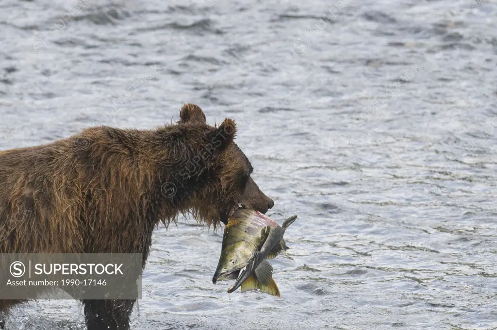 Grizzly Bear Ursus arctos horribilis Adult with Chum Oncorhynchus keta Salmon male. During the Salmon Spawn in Costal areas grizzlies frequent stream ...