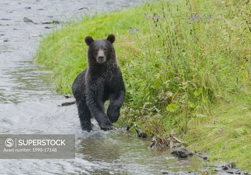 Grizzly Bear Ursus arctos horribilis Juvenile Running. Normally a solitary animal but in costal areas the grizzly congregates alongside streams during...