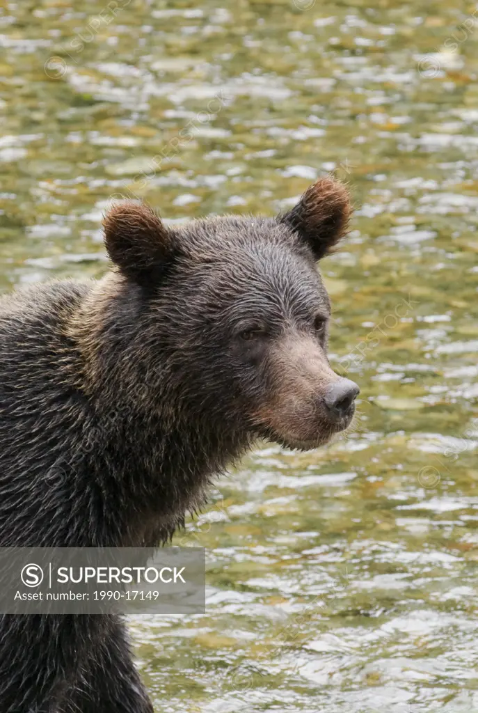 Grizzly Bear Ursus arctos horribilis Juvenile exibiting the species concave facial profile. Normally a solitary animal but in costal areas the grizzly...