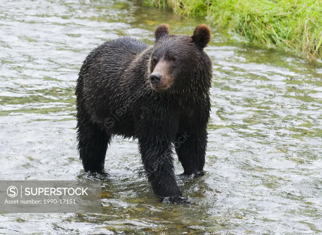 Grizzly Bear Ursus arctos horribilis Juvenile. Normally a solitary animal but in costal areas the grizzly congregates alongside streams during the sal...
