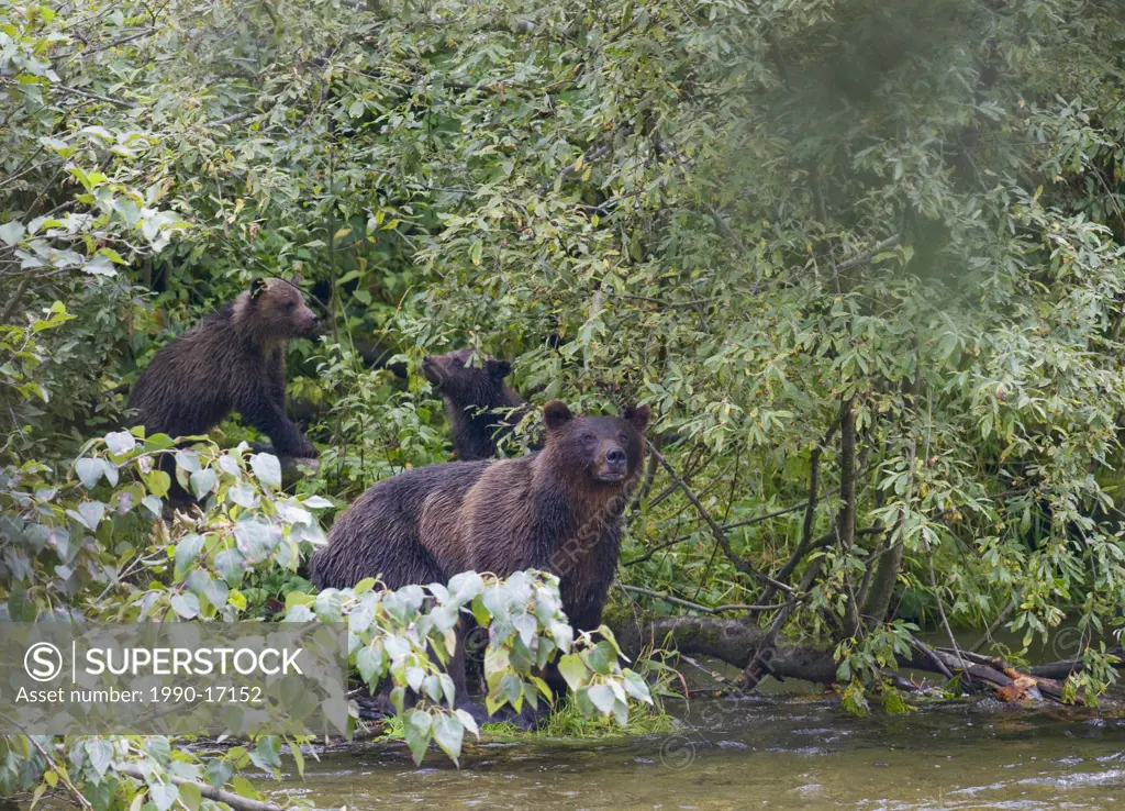 Grizzly Bear Ursus arctos horribilis Adult Female and Offspring. Grizzlies are normally a solitary active animal but in coastal areas the grizzly cong...