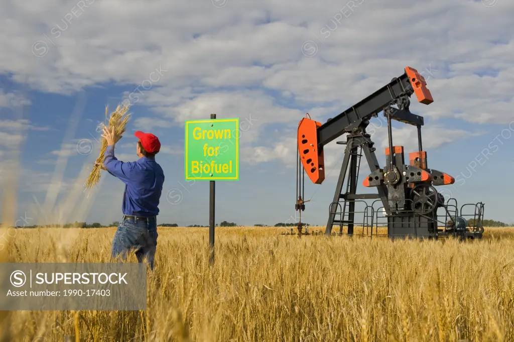 a man looks at harvest ready wheat with an oil pumpjack and biofuel sign in the background, near Sinclair, Manitoba, Canada