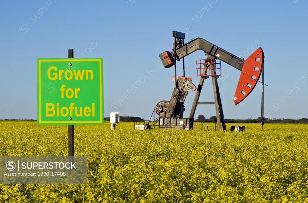 close_up of grown for biofuel sign and a bloom stage canola field with oil pumpjack in the background, near Carlyle, Saskatchewan, Canada