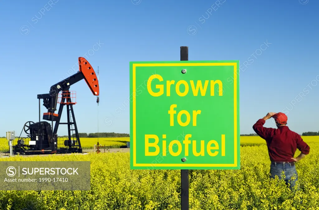 close_up of grown for biofuel sign and a man lookinng out over a bloom stage canola field with oil pumpjack in the background, near Carlyle, Saskatche...