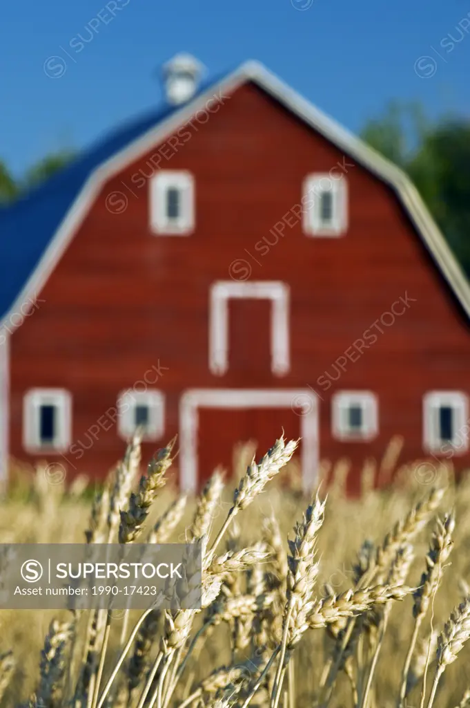red barn , spring wheat, Grande Pointe, Manitoba, Canada