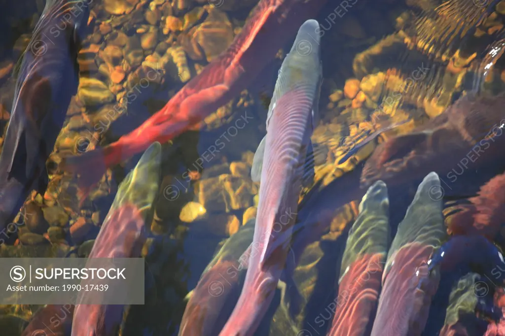 Sockeye salmon pass through counting fence at Fulton River Enhancement Facility, the largest sockeye spawning channel in the world, Granisle, British ...