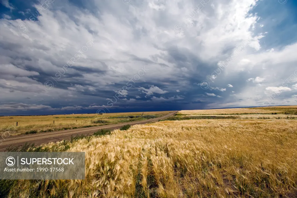 Thunder Storm, Crowfoot Ferry, Alberta, Canada, grain, weather, cloud, agriculture