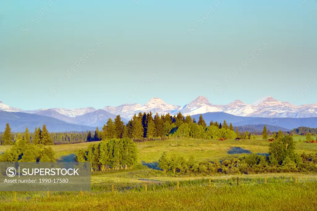 Cattle in foothills near Cochrane, Alberta, Canada, Mountains, Rockies, trees