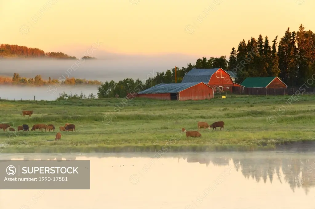 Fog lifting over Ranch in early morning light, Cochrane, Alberta, Canada, Pond, Cattle, Agriculture, Barn