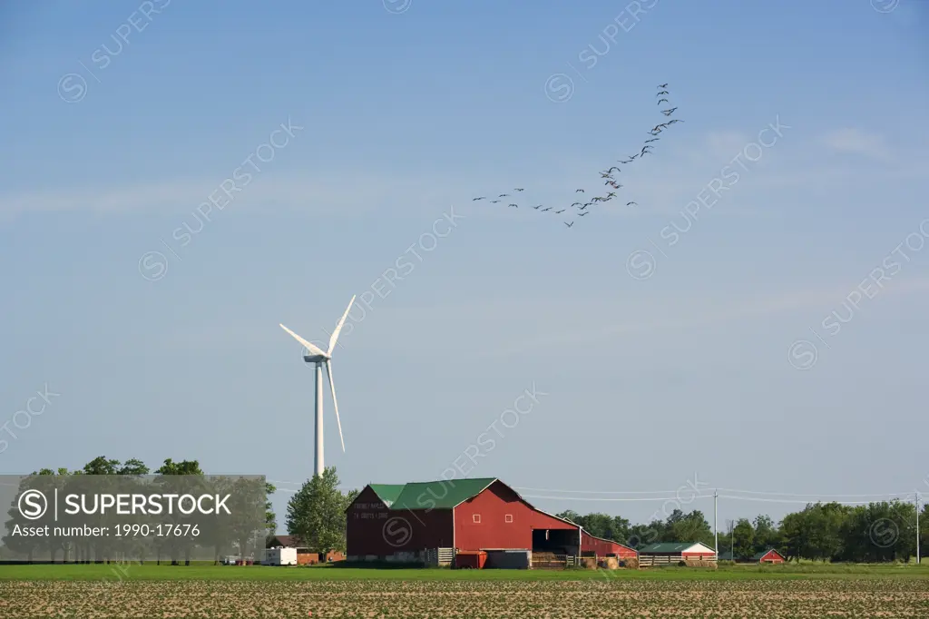 Canada Geese and wind turbines, Shellburne, Ontario, Canada
