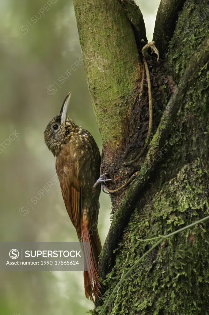 Spotted Woodcreeper (Xiphorhynchus erythropygius) perched on a branch in Guatemala in Central America.