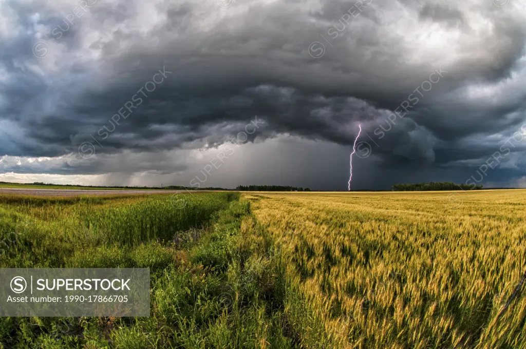 Storm with lightning over wheat field in southern rural Manitoba Canada