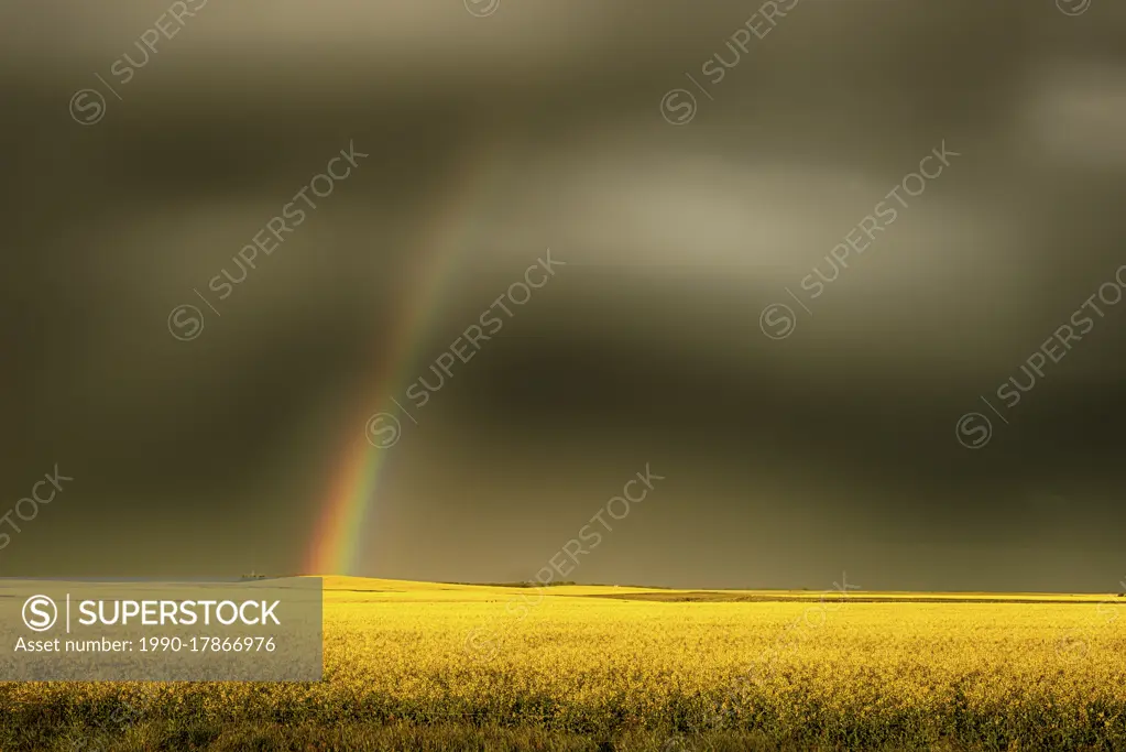 Rainbow over gorgeous yellow canola field in southern Manitoba, Canada