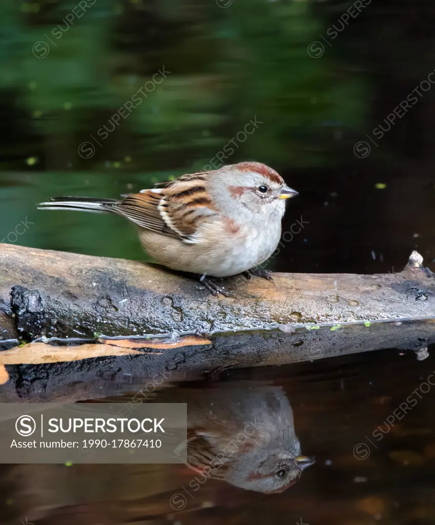 American Tree Sparrow, Spizella arborea, at a backyard pond in Saskatoon, Canada
