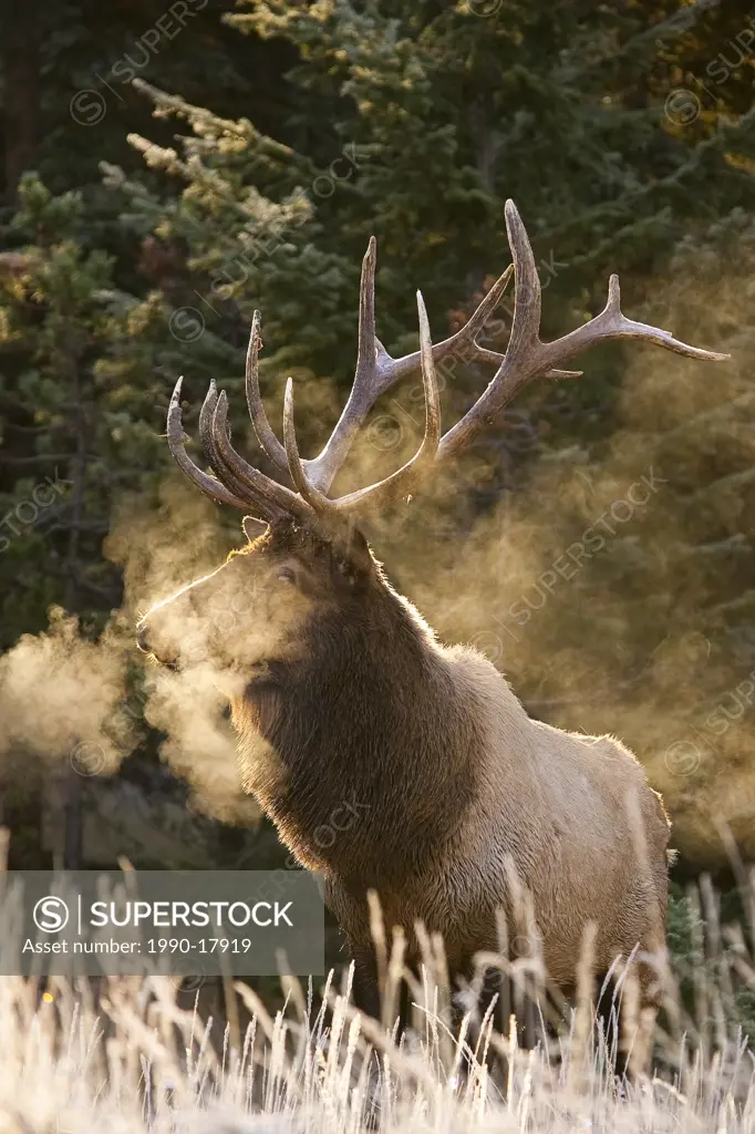 Bull Elk cervus elaphus with visible breath from sun light. Jasper National Park, Alberta.