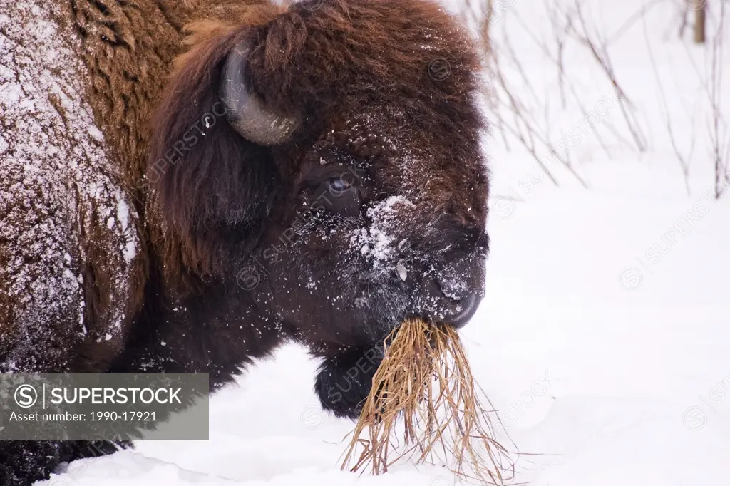 Bison bos bison eating grass through deep snow, Elk Island National Park, Alberta