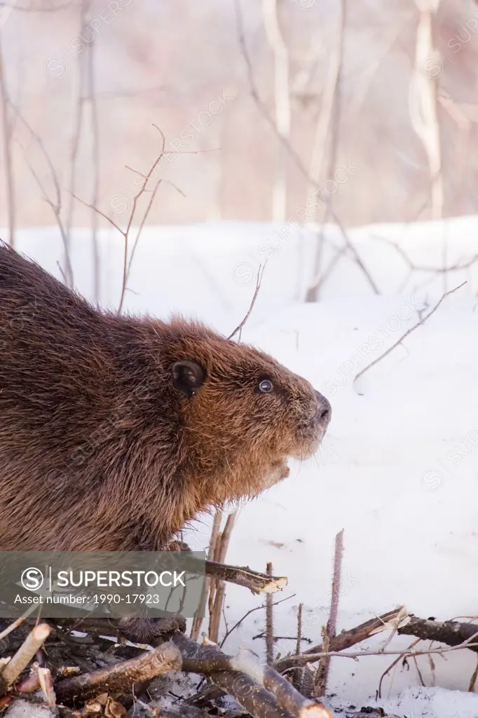 Beaver castor canadensis and recently gnawed branches in winter, Edmonton river valley, Edmonton, Alberta.