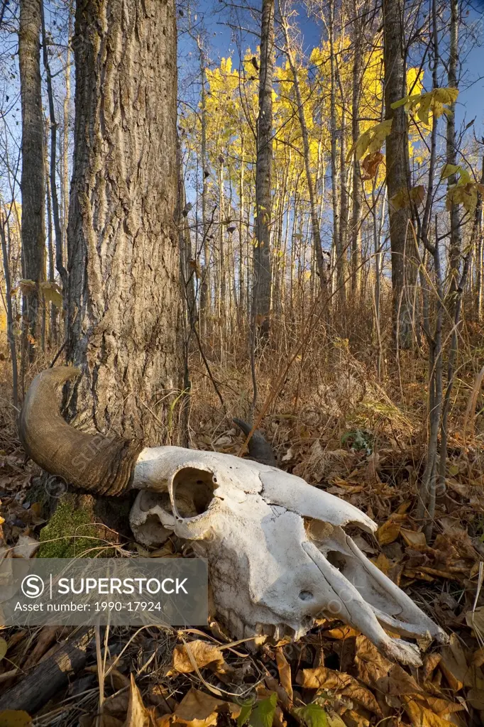 Bison bos bison skull on forest floor during Fall, Elk Island National Park, Alberta.