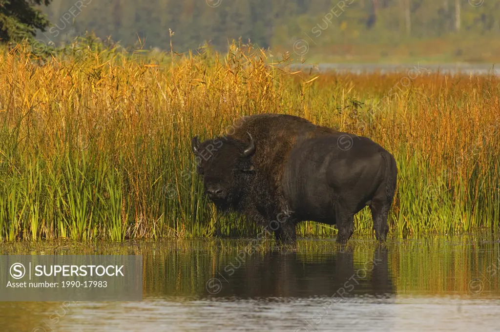 A male Bison Bison bison standing in some tall autumn colored grasses at the edge of a lake in Elk Island National Park Alberta Canada.