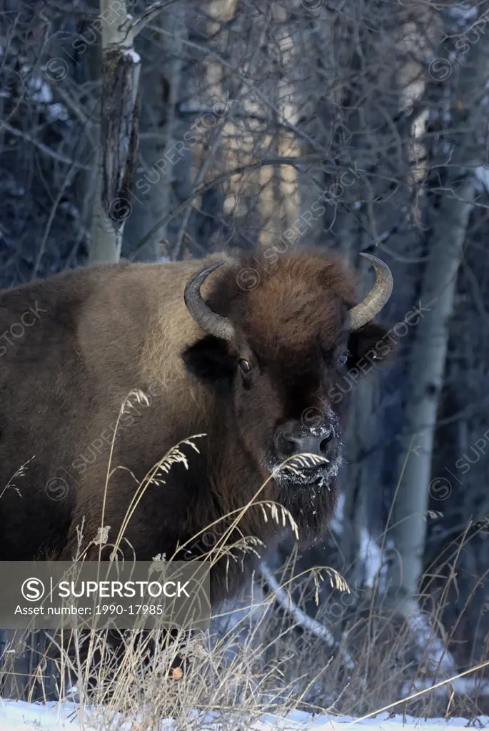 A portrait of a young bison Bison bison with snow on her face in a wooded winter habitat