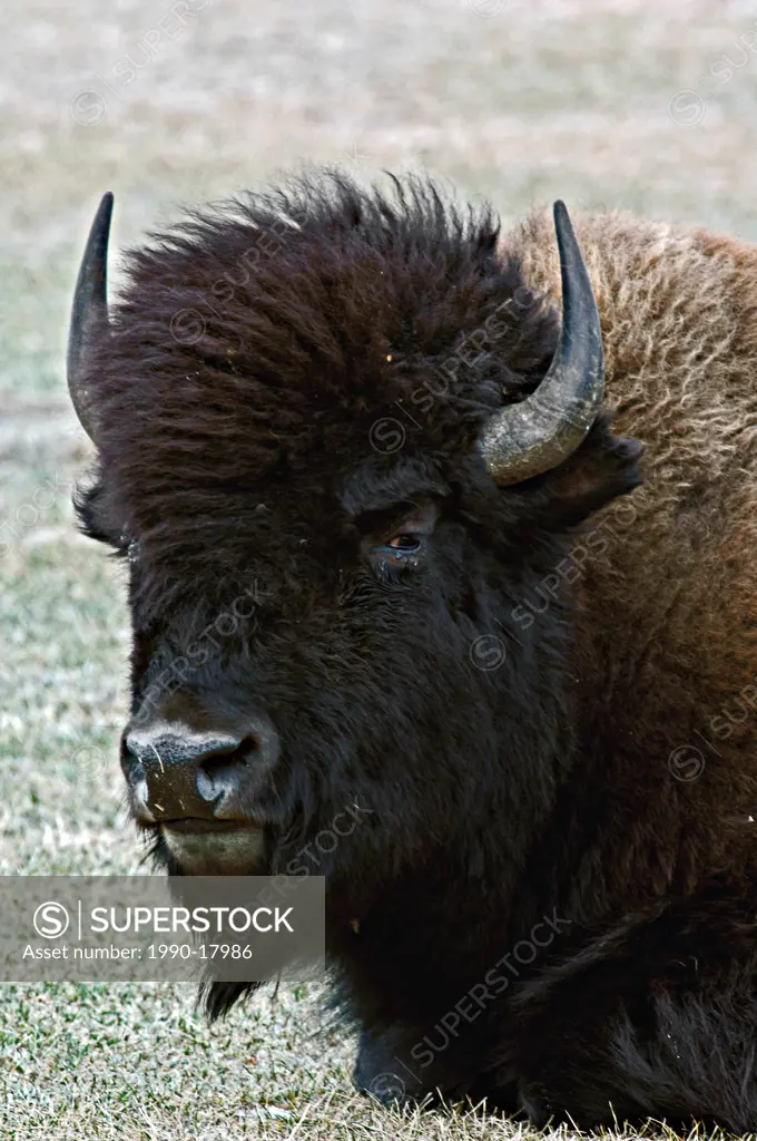 A close up portrait of a bull bison Bison bison laying down looking anoid and intimadating