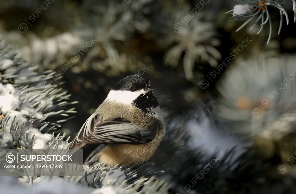 A portrait of a wild black_capped chickadee bird Parus atricapillus sitting perch in a spruce tree with snow on its branches