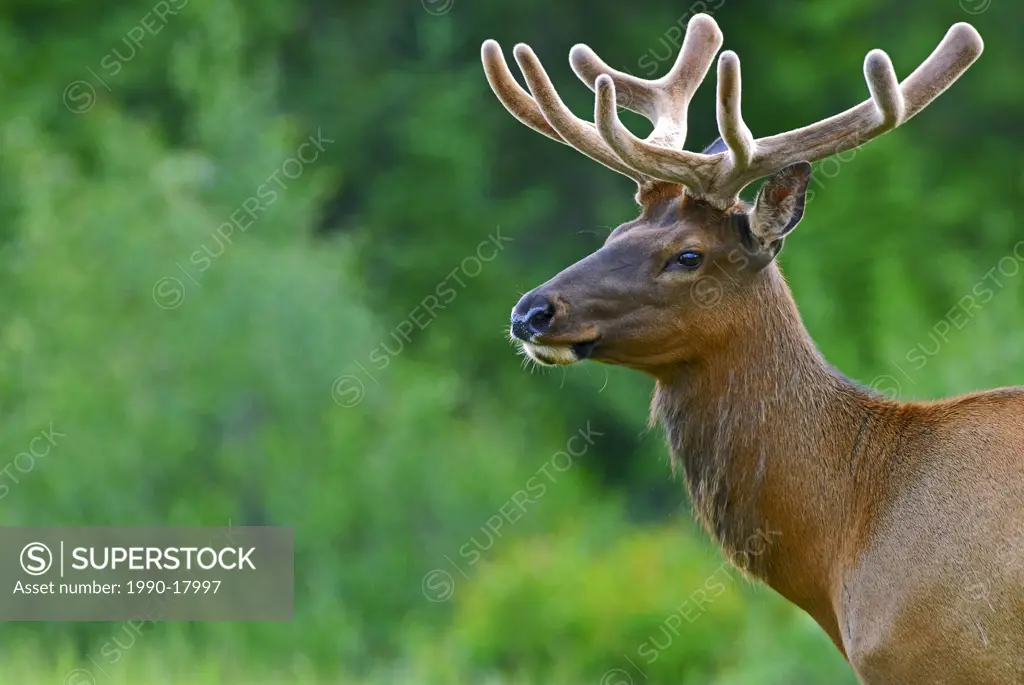 A side portrait of a bull Elk Cervus elaphus with his early summer antlers not fully developed.