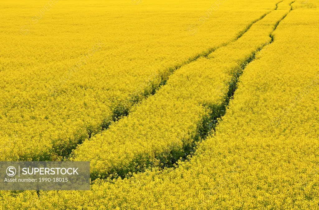 A set of vehicle tracks traveling across the field of canola