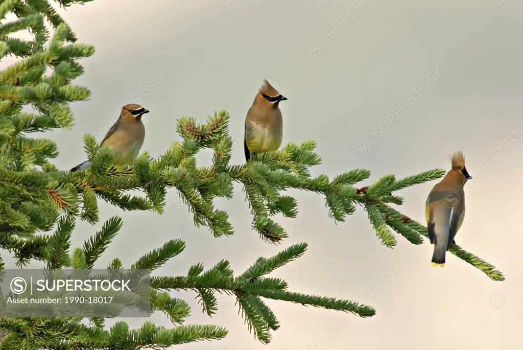 Three Cedar Waxwing Bombycilla cedrorum birds perched on a fir brancch in the warm evening light